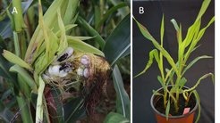 Ustilago maydis causes large tumors in infected plants, not very appealing to the eye (Figure A) but within a week also induced in small maize seedlings under glasshouse conditions (Figure B)