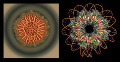 When the bacterium Bacillus subtilis forms biofilms (left), the protein RemA (right) controls the genetic processes involved; the model shows RemA with coiled up DNA.