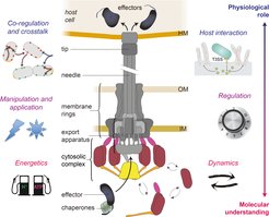 The type III secretion system and current research topics of our group.Center, schematic depiction of the type III secretion system. Main substructures indicated; HM, host membrane; OM, outer membrane; IM, inner membrane. Current research foci of our group are depicted on the left and right side, arranged from projects investigating the molecular understanding of the T3SS (bottom, red font) to projects focused on its physiological role during infection (top, blue font).